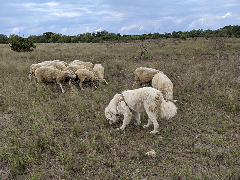 LGD LiveStock Guarding Dog Working GPS